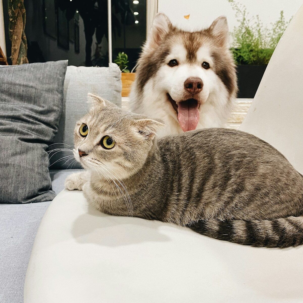 Jonge kat en hond samen op een bank in een woonkamer
