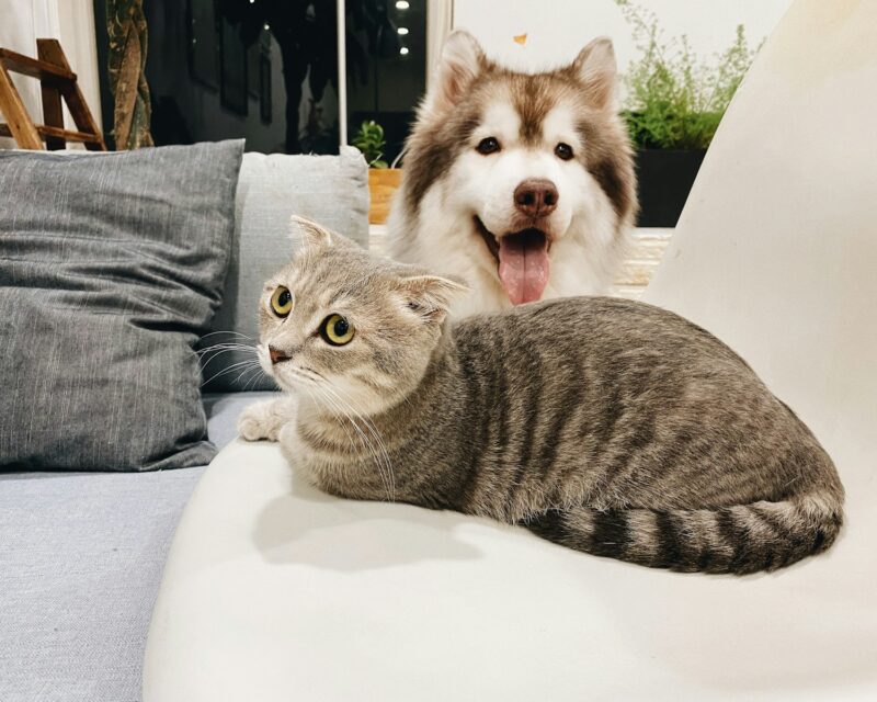 Wat kost een huisdier per maand en loont een verzekering voor de dierenarts?